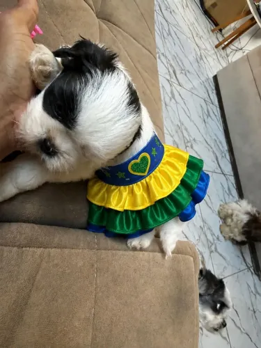 Shih Tzu Um cachorrinho que conquista pelo jeitinho único