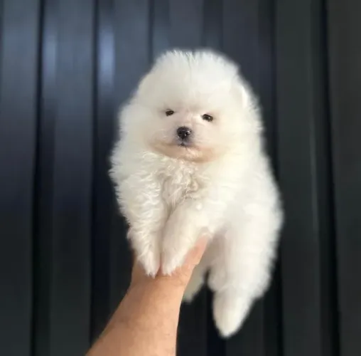 Cachorro Lulu da Pomerania carinho e amor para sua família