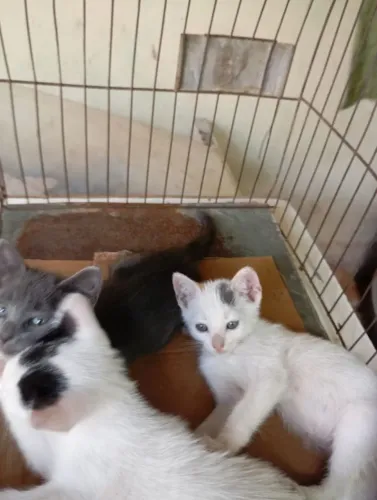 Gatinho para adoção 