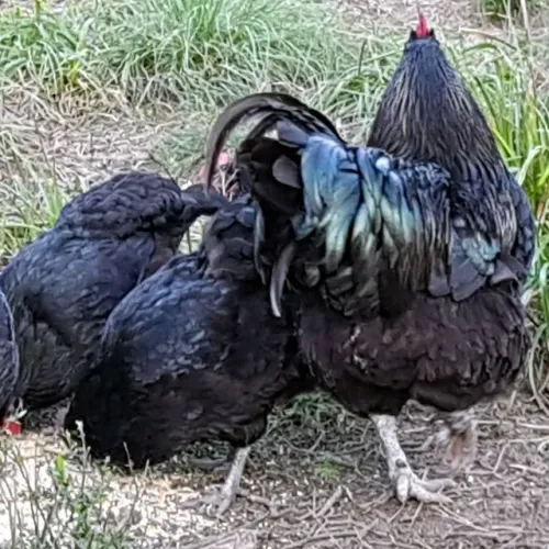 Gigante Negro de Jersey - ovos Galados