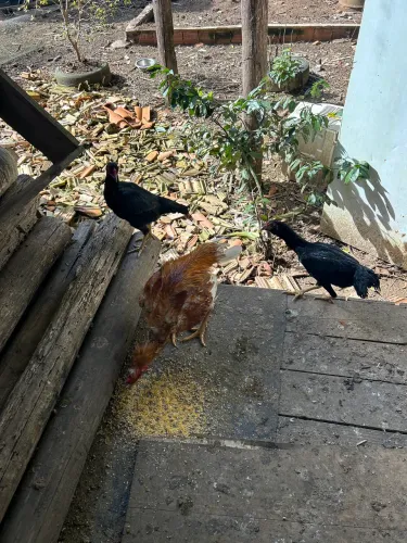 Galinha Índia 