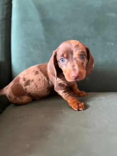 Filhotes de linguicinha dachshund