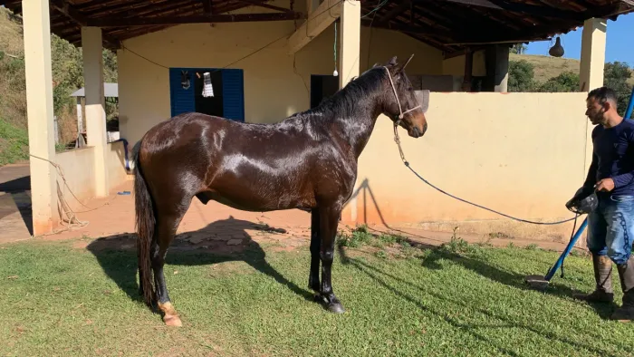 Cavalo de picada
