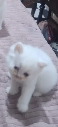 Gata persa 