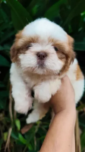 Macho de shihtzu a pronta entrega