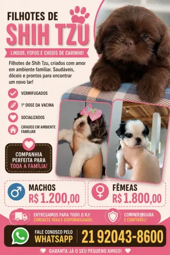 Shih tzu macho e fêmea raça pura miniaturas