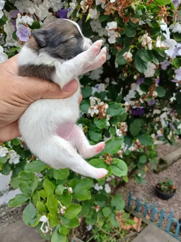 Lulu da pomerania