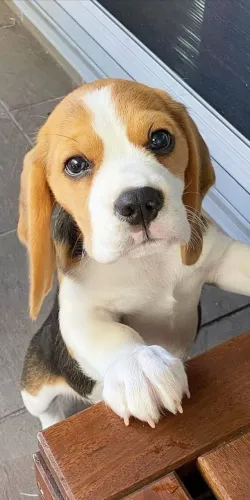 Filhotes de Beagle | Filhotes prontos para te encantar.