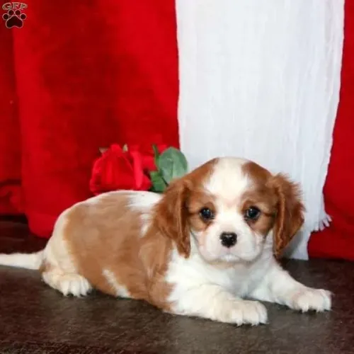 Cavalier King Macho/Fêmea - Entrega Hoje