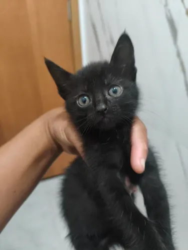 Gatos para doação