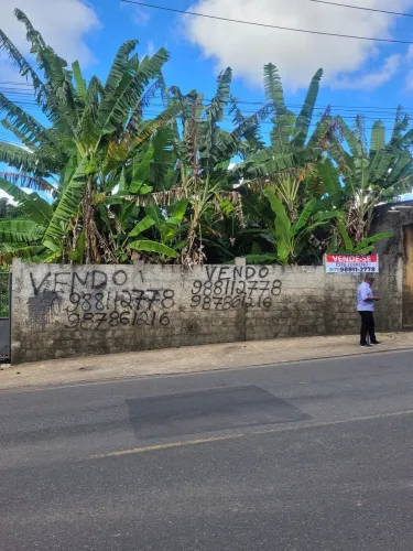 Vendo cajazeira V * , grande