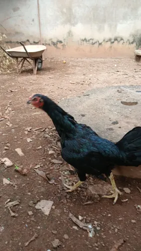 GALINHA INDIA