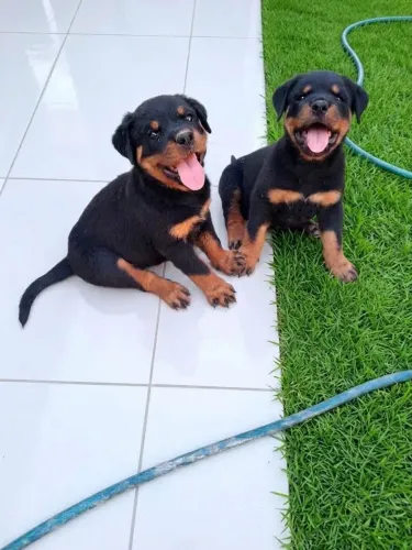 Flhotes de Rottweiler com CBKC