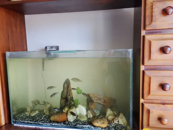 Aquario