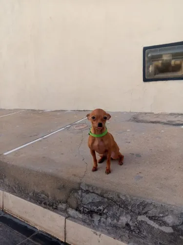 Pinscher zero fêmia