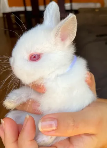 Mini coelhos Netherland Dwarf (Anão)