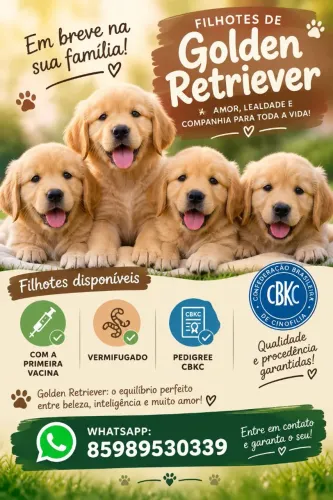 Golden Retriever