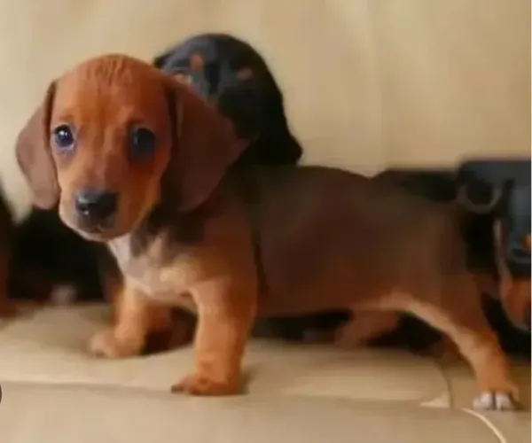 Basset Dachshund Filhotes Várias Cores Disponíveis. 