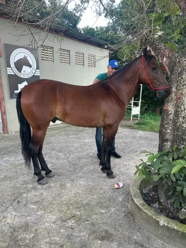 Cavalo