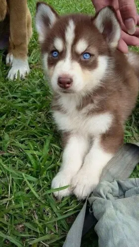 Filhotes De Husky Siberiano - Presença Que Alegra O Dia