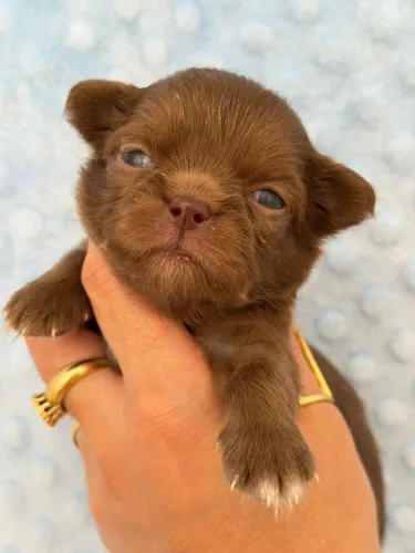 Chihuahua macho cor Chocolate sólido. Garantia de saúde e pedigree CBKC