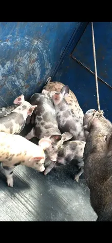 Porco
