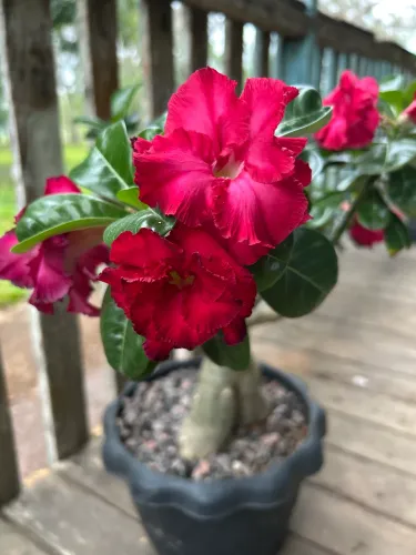 Vendo pés de rosas do deserto ,todas grandes e floridas