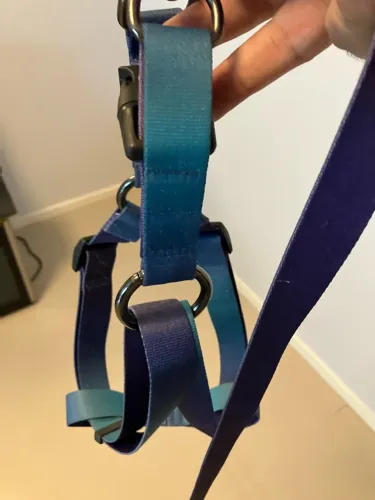 Peitoral H com guia Mr Toni tamanho G Azul com Roxo
