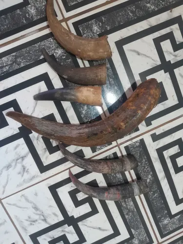 Chifes de boi