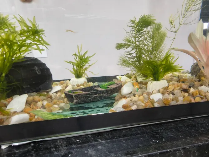 Aquário Completo 20 Litros