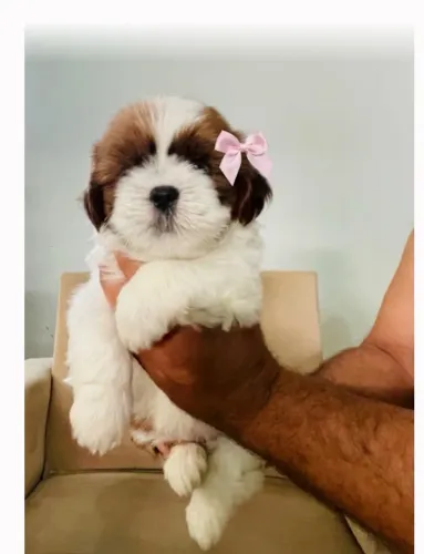Shih tzu fêmea 
