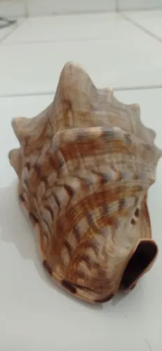 Concha marinha 
