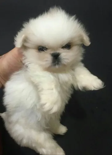Shih tzu Um parceiro fiel para dividir todos os momentos