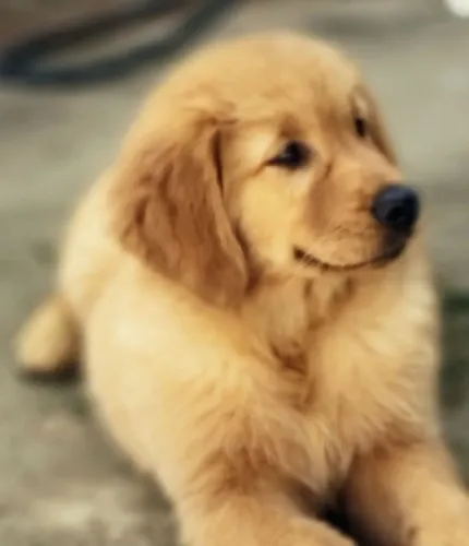 Golden Retriever Filhotes Top