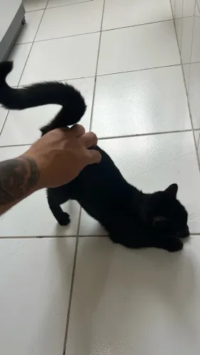 Adoção responsável Gata fêmea preta