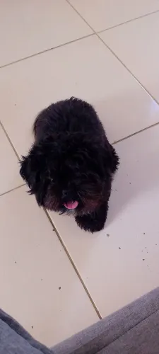 Shitzu