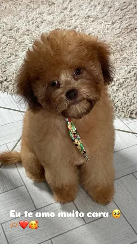 Raça : shih tzu  três meses vermifugado duas vacina ok ? 