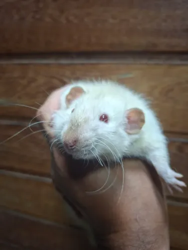 Ratos twister - mansos, saudáveis e encantadores