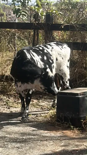Mini Vaca