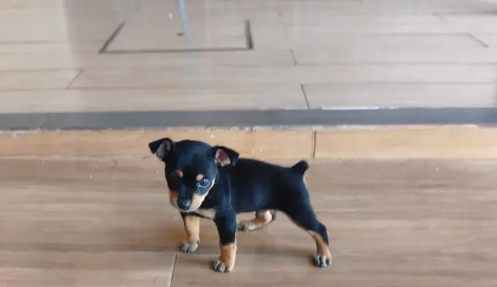 Pinscher (tamanho 1)