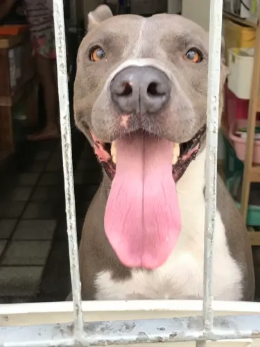DOAÇÃO DE PITBULL MACHO