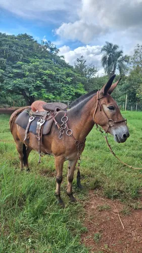 Mula de Patrão