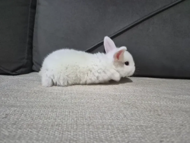 Coelho mini lop