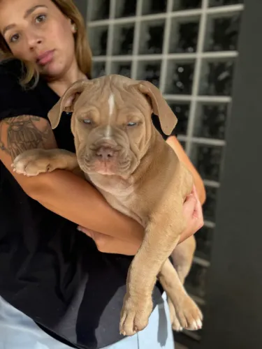Pitmonster 