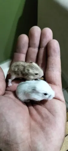 Hamster anão russo filhotes