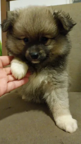 Vendo ou troco Spitz Alemão 
