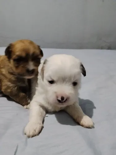 Filhotes de lhasa