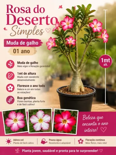 Rosa do Deserto