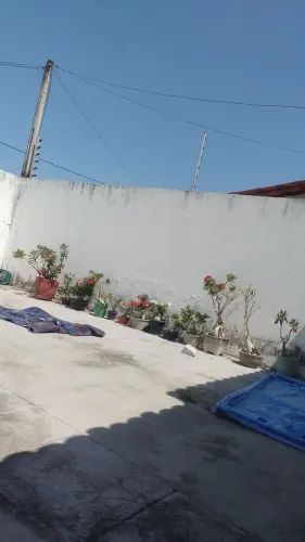 Rosas do deserto!