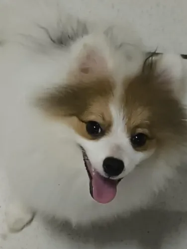 Vendo um lindo filhotinho de spitz macho